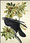 John James Audubon Canvas Paintings - Raven
